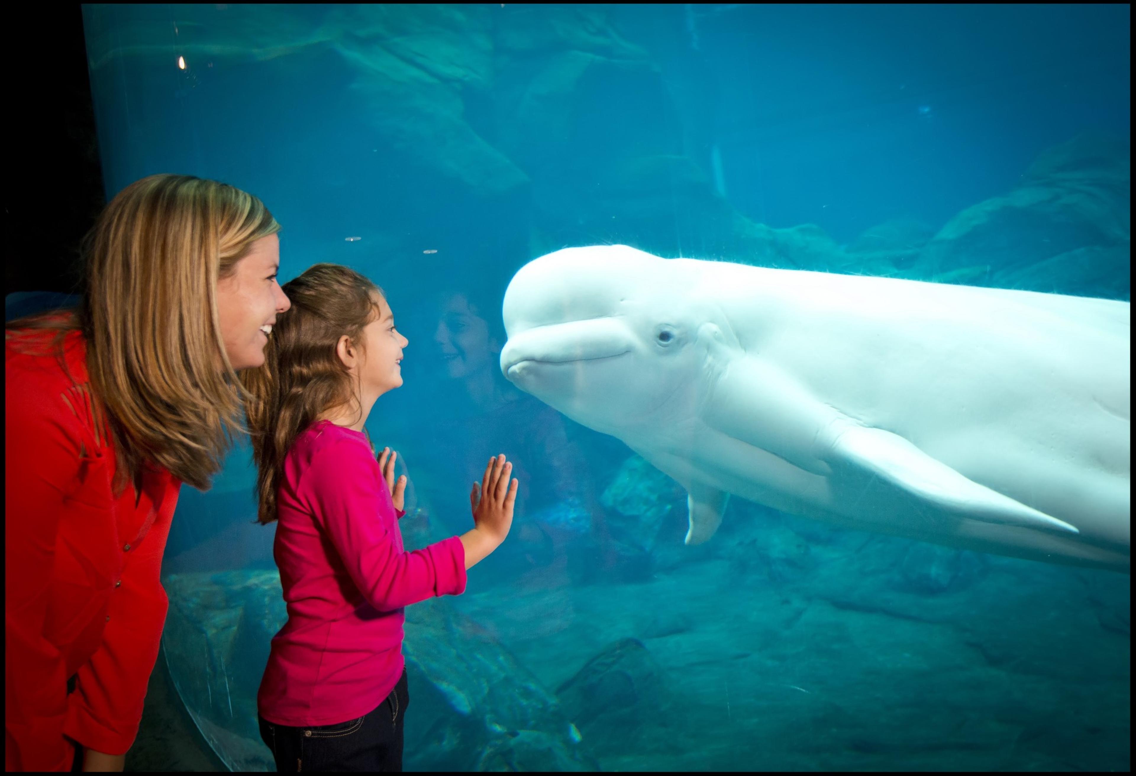 Georgia Aquarium Interior