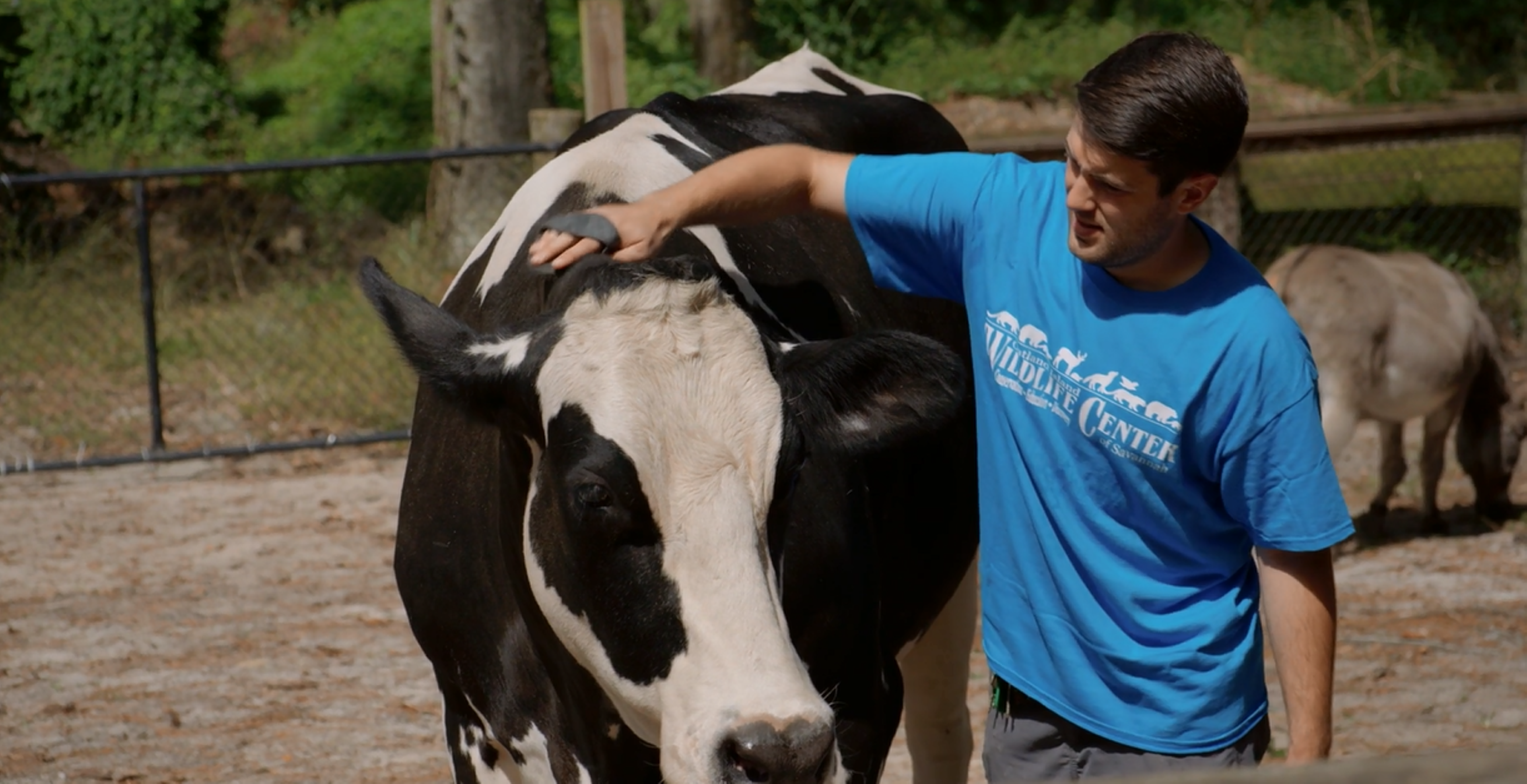 Oatland Island Wildlife Center Cow