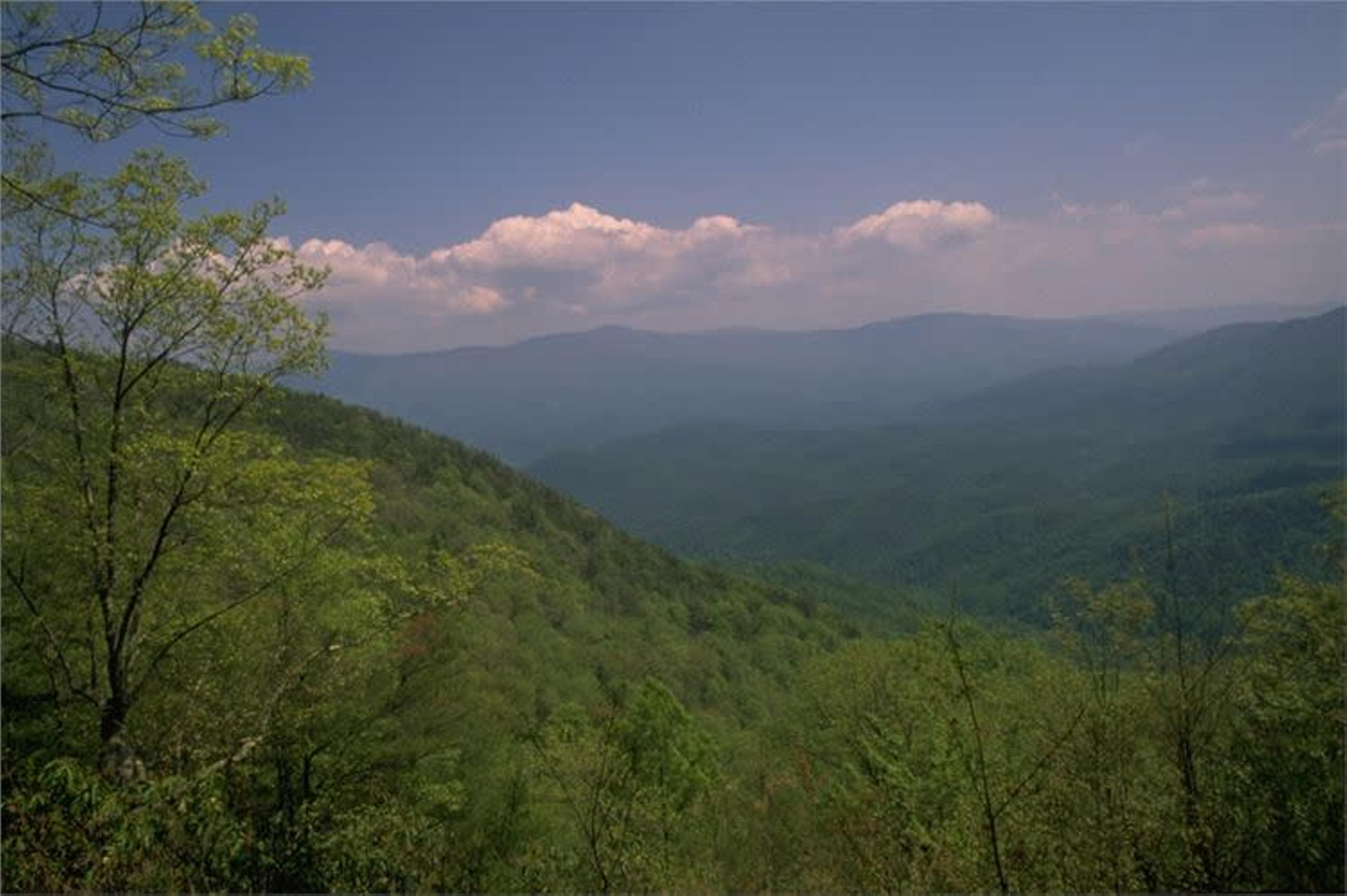 Cohutta Wilderness Area