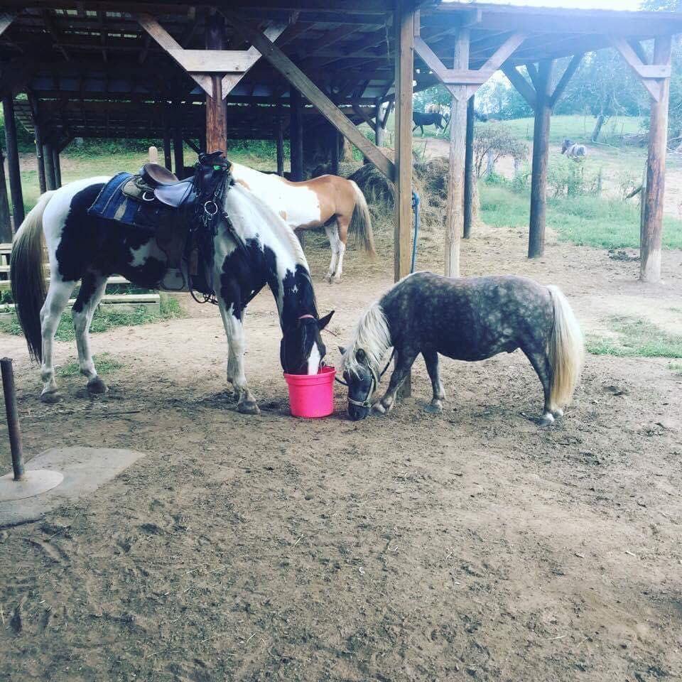 Horseback riding in the mountains